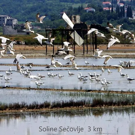 Synergy Deluxe Sečovlje