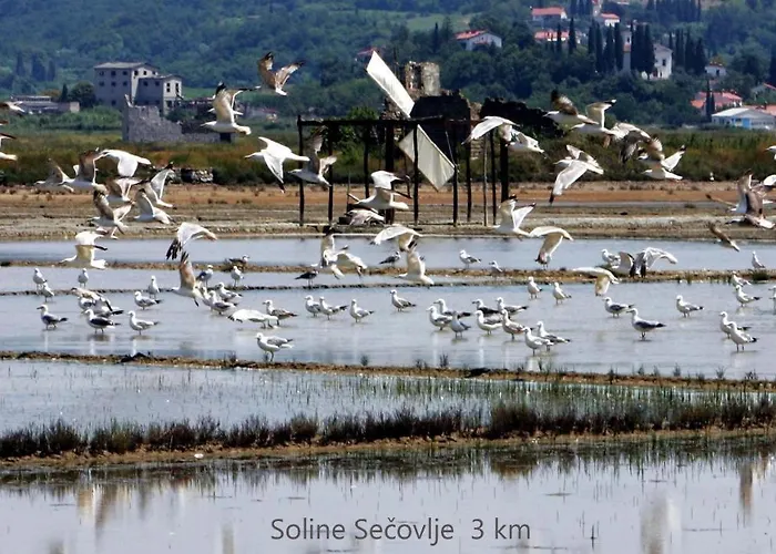 Synergy Deluxe Sečovlje