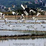 Synergy Deluxe Sečovlje